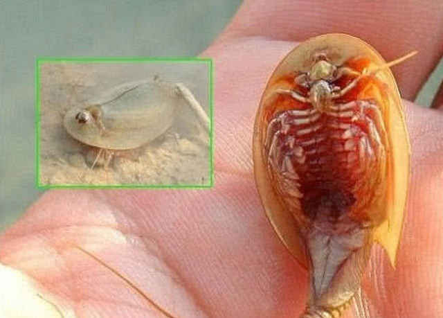 Top 10 loài động vật cổ xưa nhất Trái Đất hiện vẫn đang tồn tại ảnh 3