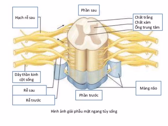 Cơ hội đi lại cho bệnh nhân tổn thương tủy sống ảnh 2