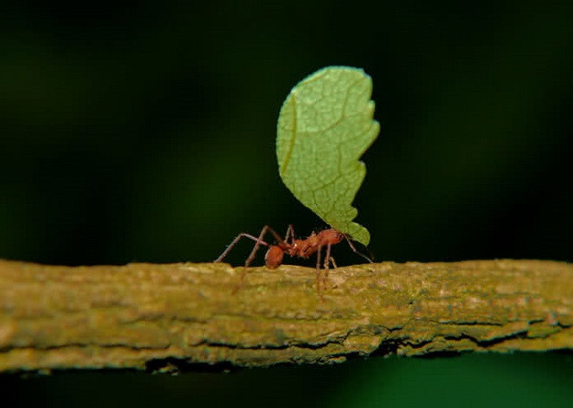 Top 10 loài động vật khỏe nhất hành tinh ảnh 3
