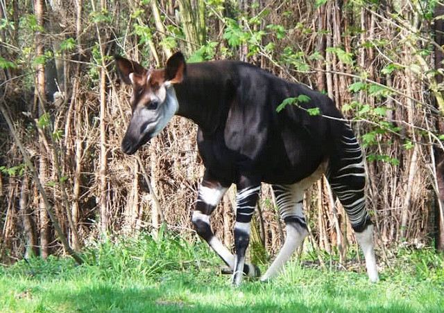 Top 10 loài động vật chỉ có thể tìm thấy ở Châu Phi ảnh 3