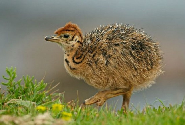 Đà điểu, loài chim lớn nhất thế giới ảnh 3