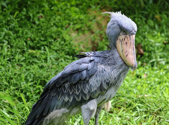 Top 10 loài động vật chỉ có thể tìm thấy ở Châu Phi ảnh 5