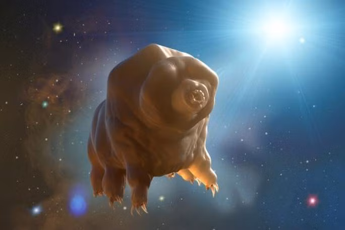Bọ gấu nước tardigrade từng được biết đến với khả năng... du hành vũ trụ - Ảnh: PHYS Bọ gấu nước tardigrade từng được biết đến với khả năng... du hành vũ trụ - Ảnh: PHYS