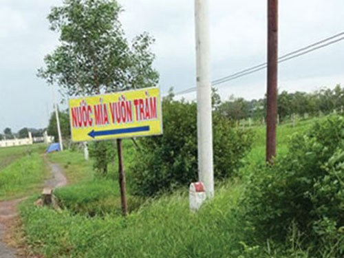 Lối vào quán Vườn Tràm là con đường độc đạo, ngoằn ngoèo ở phía cổng sau trường THCS Tam Đông 1 Bài viết: http://news.zing.vn/Teen-tron-hoc-di-choi-tinh-nhan-post354904.html#home_cate.tinmoi Nguồn Zing News 