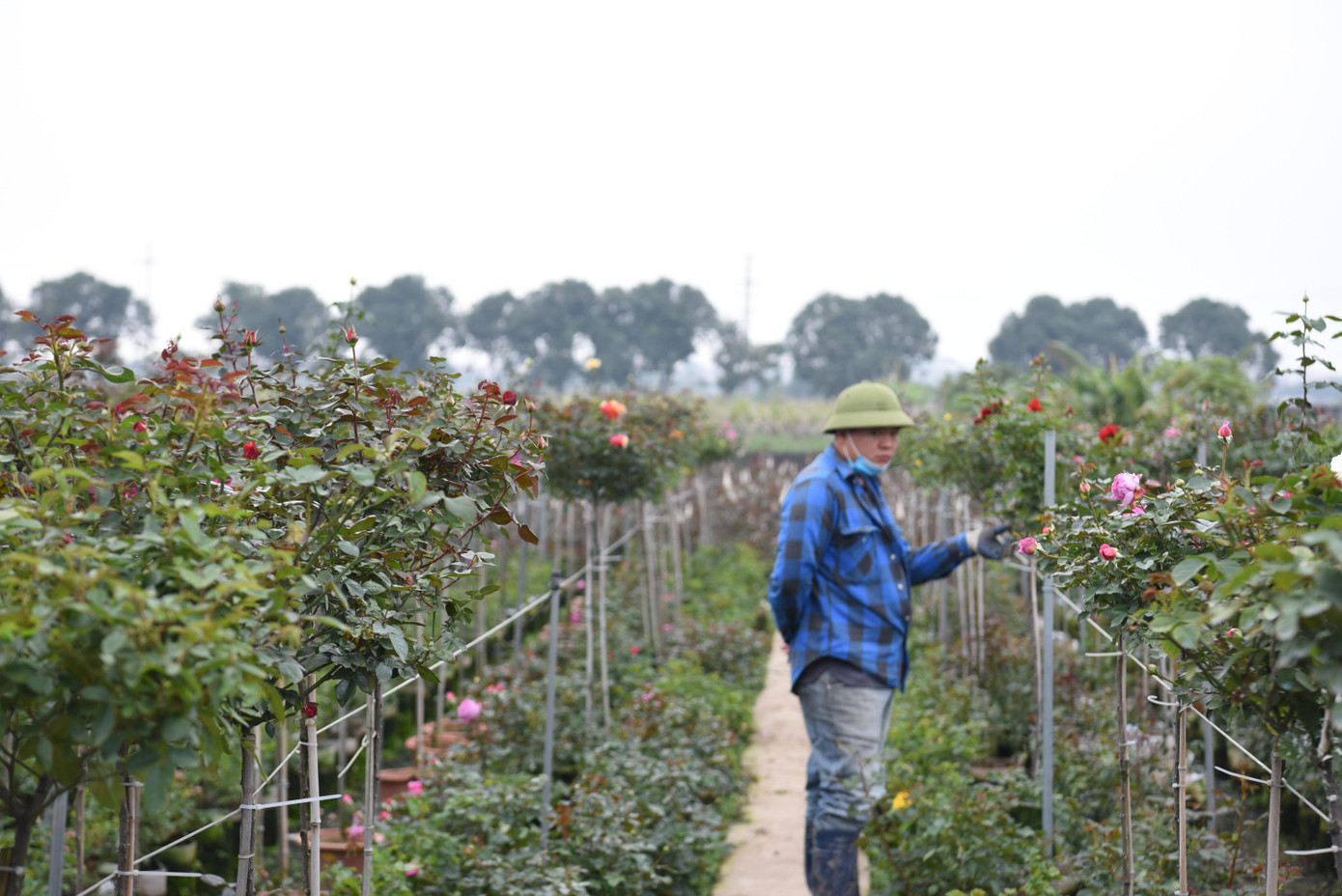 Những ngày này, các cánh đồng hoa tại huyện Mê Linh đã rực rỡ khoe sắc