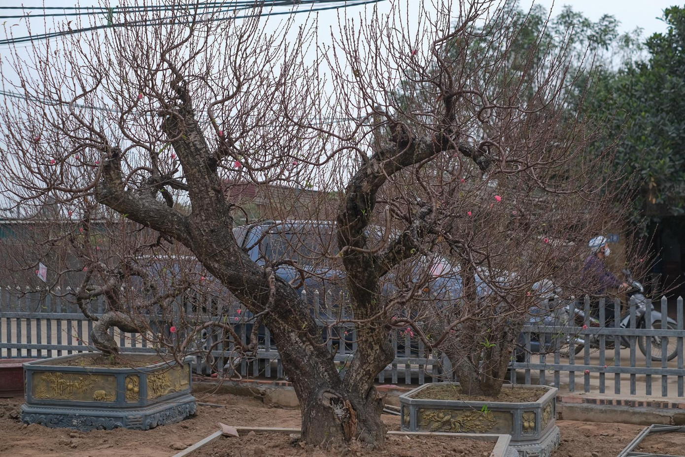 Những cây đào gốc lớn có giá chục triệu đồng