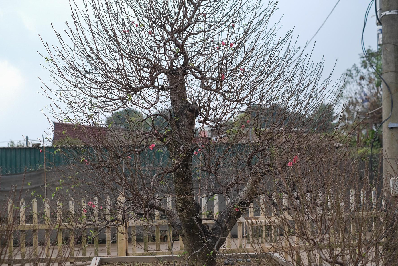 Nhiều gốc đào truyền thống lâu năm được trưng bày ngay tại vườn sẵn sàng chờ khách mua.