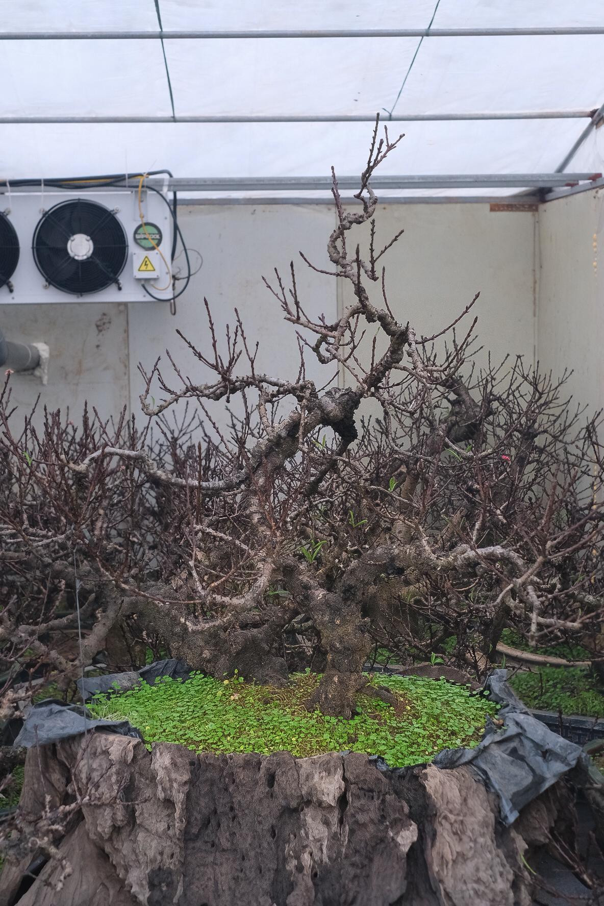 Đa phần chúng đều có tuổi đời lên tới cả chục năm. Thậm chí, cây lâu năm bậc nhất tại vườn đã ngót nghét 40 “tuổi”. Vì đặc tính khó chăm, dễ chết nên nhiều gốc đào Thất Thốn được chăm sóc đặc biệt trong phòng điều hòa.