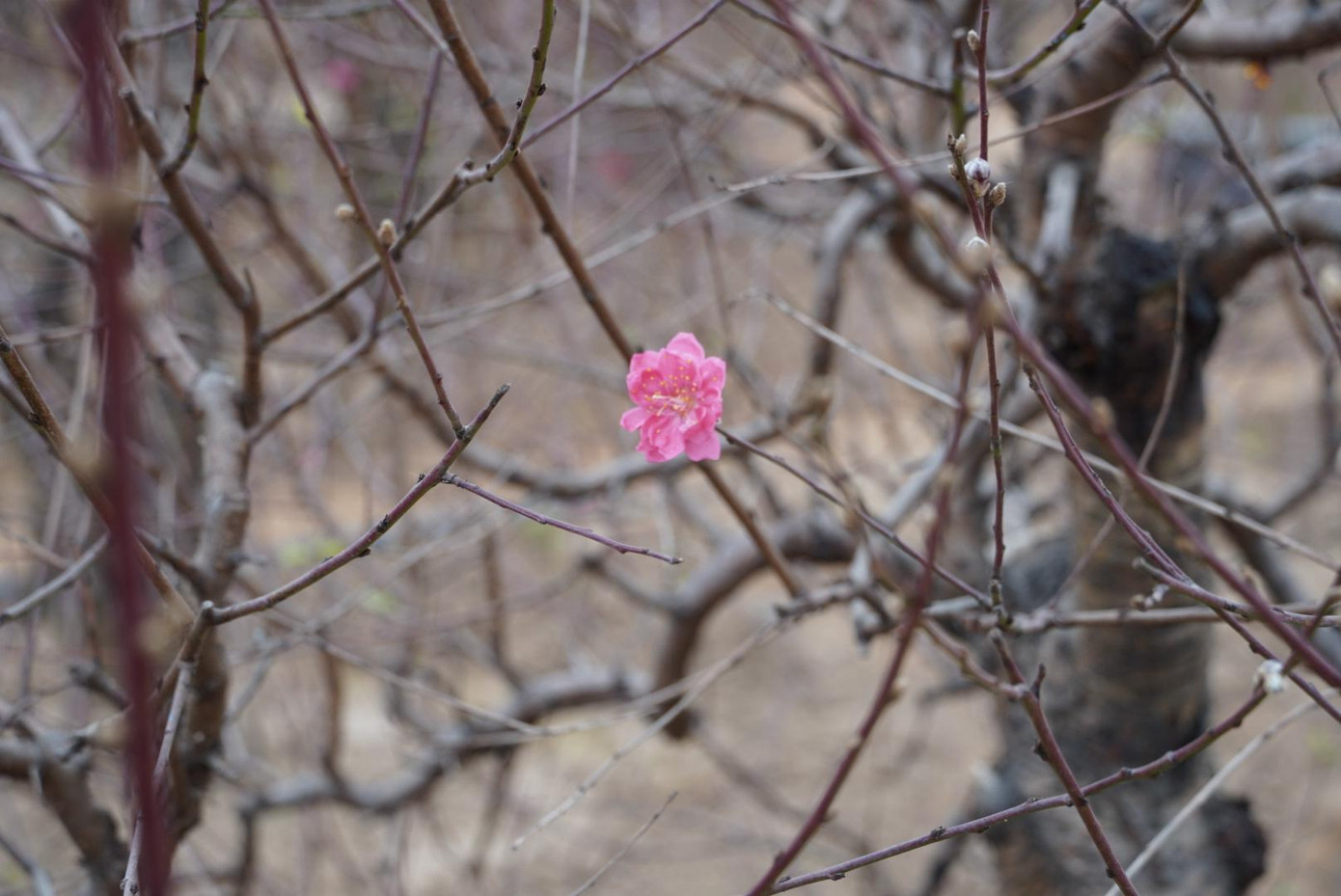 Những bông hoa đào đầu tiên nở tại nhà vườn
