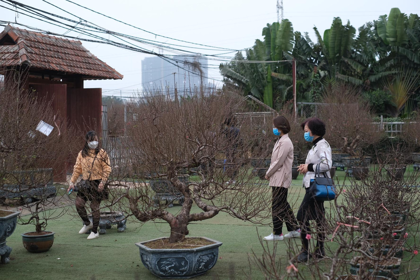 Từ sáng sớm, hàng chục lượt khách đã đến vườn để chọn cây đào ưng ý trưng Tết