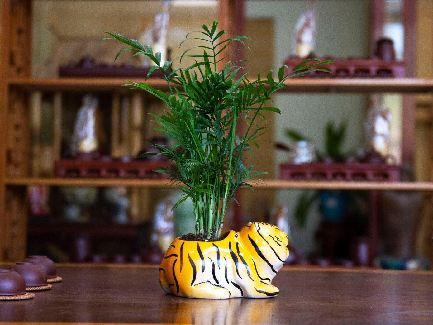 Mẫu hổ đất được biến tấu phần thân trên để tạo khoảng trống trồng cây mini, sản phẩm này có tên là mẫu hổ bon sai tiểu cảnh Mẫu hổ đất được biến tấu phần thân trên để tạo khoảng trống trồng cây mini, sản phẩm này có tên là mẫu hổ bon sai tiểu cảnh