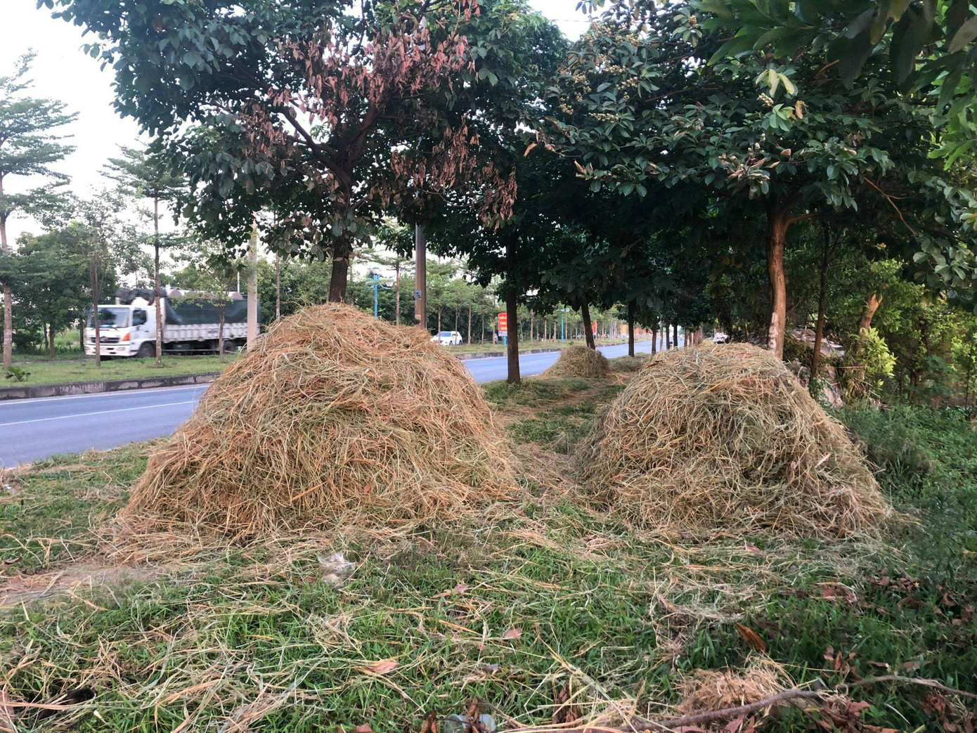 Trên đường Mê Linh, còn nhiều ụ rơm phơi ngay sát đường giao thông