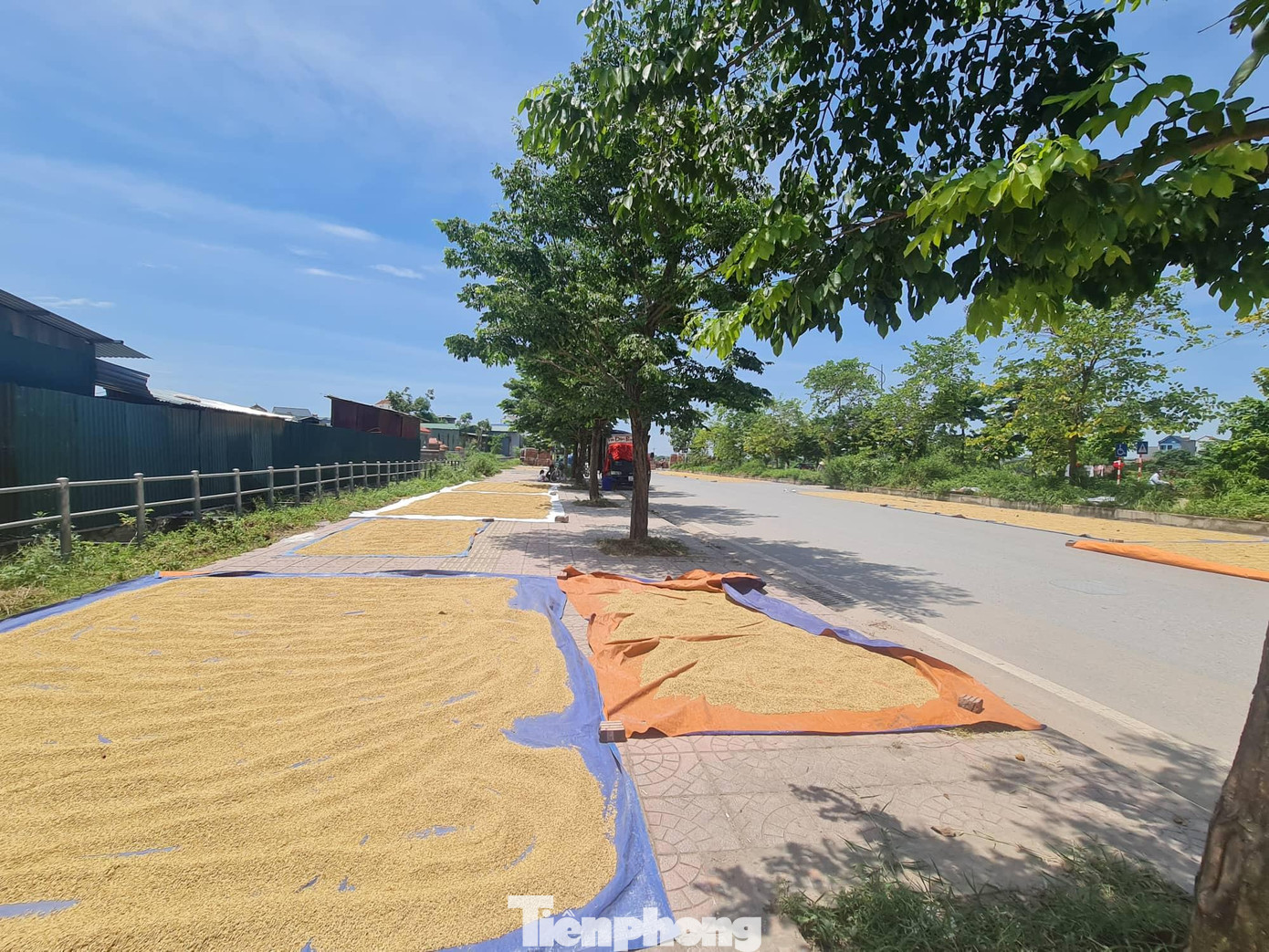 Đồng thời, lực lượng Thanh tra Sở phối hợp với lực lượng chức năng, chính quyền địa phương tăng cường tuyên truyền rộng rãi đến người dân về tác hại của việc đốt rơm rạ, phơi thóc trên đường cũng như mức độ ảnh hưởng đến môi trường, mất trật tự an toàn giao thông từ việc phơi thóc, rơm, tuốt lúa không đúng quy định.