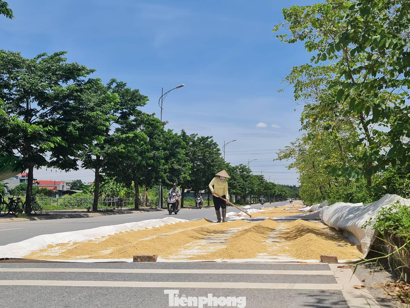 Nguyên nhân dẫn đến tình trạng nói trên, cơ bản là do các huyện tuy là nông thôn nhưng đất chật, người đông, chẳng mấy nhà có sân phơi rộng rãi.