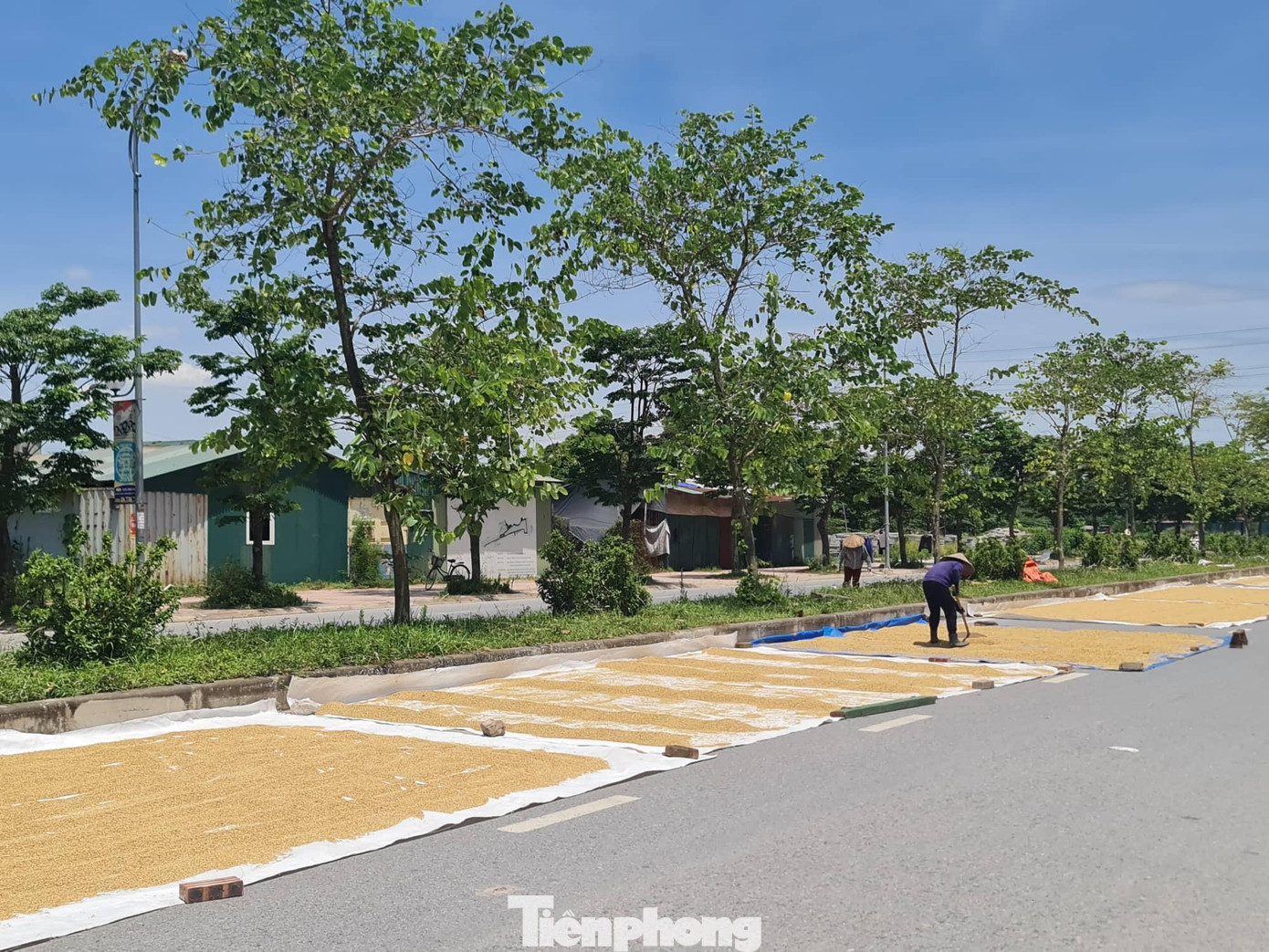 Người dân phơi thóc, vô tư đi lại giữa lòng đường