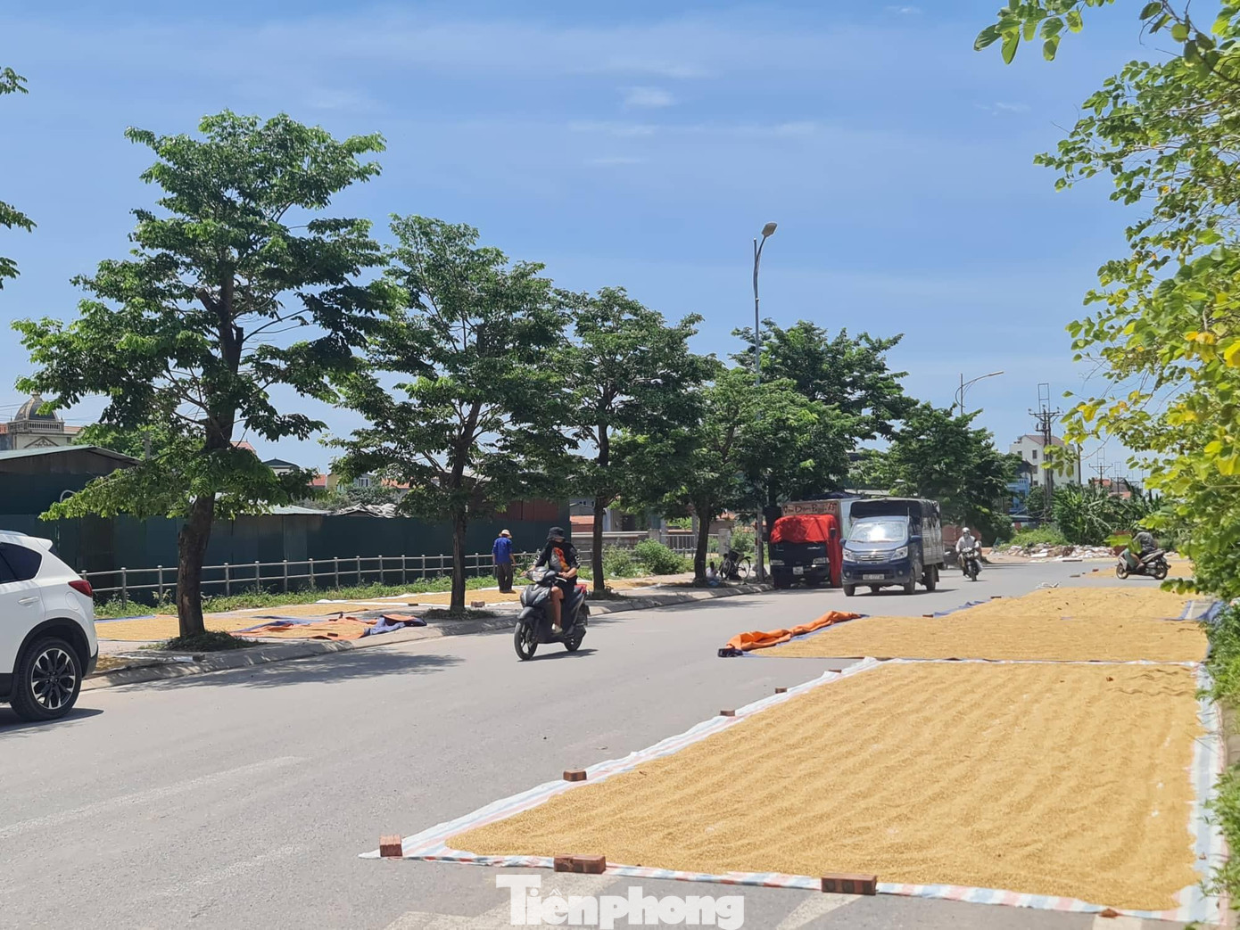 Ghi nhận trên tuyến đường Đặng Công Chất (huyện Gia Lâm), vài tuần qua hai bên đường bị chiếm dụng một nửa để làm nơi phơi thóc.