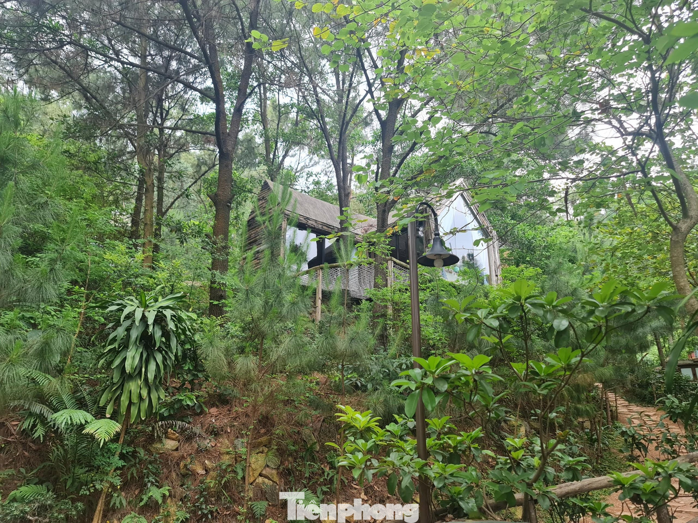 Những ngôi nhà được xây dựng nằm giữa rừng thông