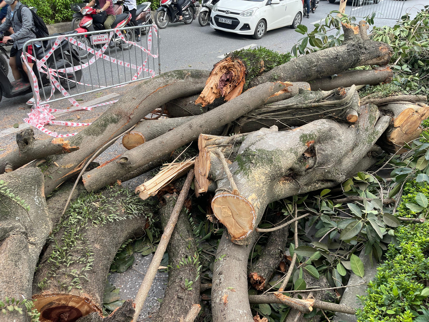 Cành cây bị gãy sáng 13/6. Ảnh: Nguyễn Trọng Tài