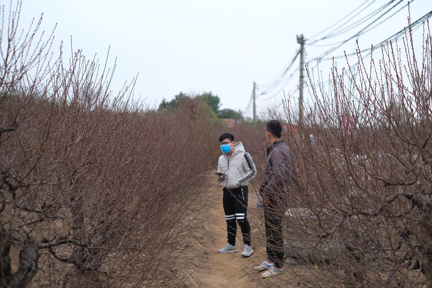 Ngoài đào tiến vua, nhà vườn cũng sở hữu số lượng lớn đào truyền thống với giá hàng chục triệu.