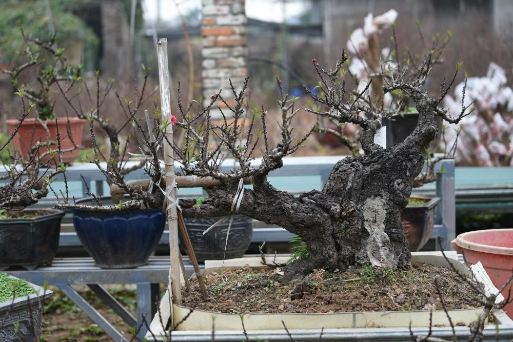 Những ngày gần Tết, nhà vườn Hiệp Vụ tại phố Âu Cơ đón hàng trăm khách tới tham quan và xem cây. Vốn là gia đình có truyền thống trồng đào qua bốn đời, anh Vụ, chủ nhà vườn tiếp tục nối nghiệp và có nhiều kinh nghiệm quý giá. Đặc biệt, nhà vườn đang sở hữu hàng chục gốc đào Thất Thốn - loài cây vương giả được dùng để tiến Vua, có giá rất đắt đỏ. Ảnh: Minh Phương