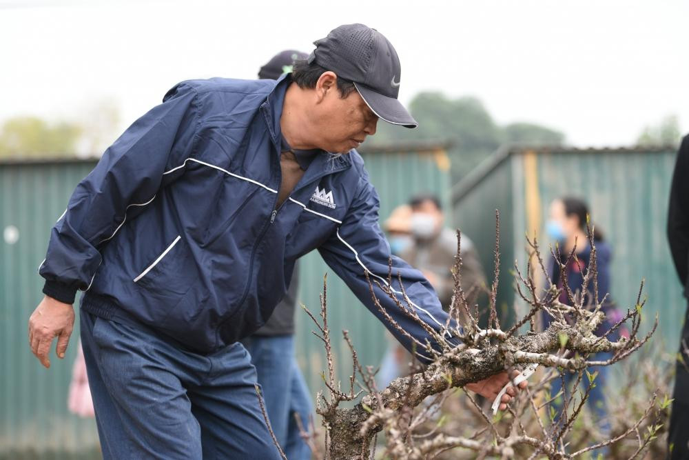 Theo anh Vụ (chủ nhà vườn Hiệp Vụ), cành cây từ 10 – 20 năm mới xù xì và nổi đầy u mấu. Đây là thứ quyết định giá trị của dòng đào tiến vua khiến nó vượt trội và hút khách hơn so với các loại đào tơ truyền thống. Ảnh: Minh Phương
