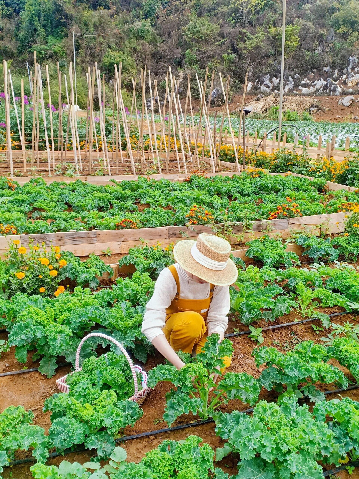 Linh trồng nhiều rau củ trong vườn để phần nào tự cung tự cấp.