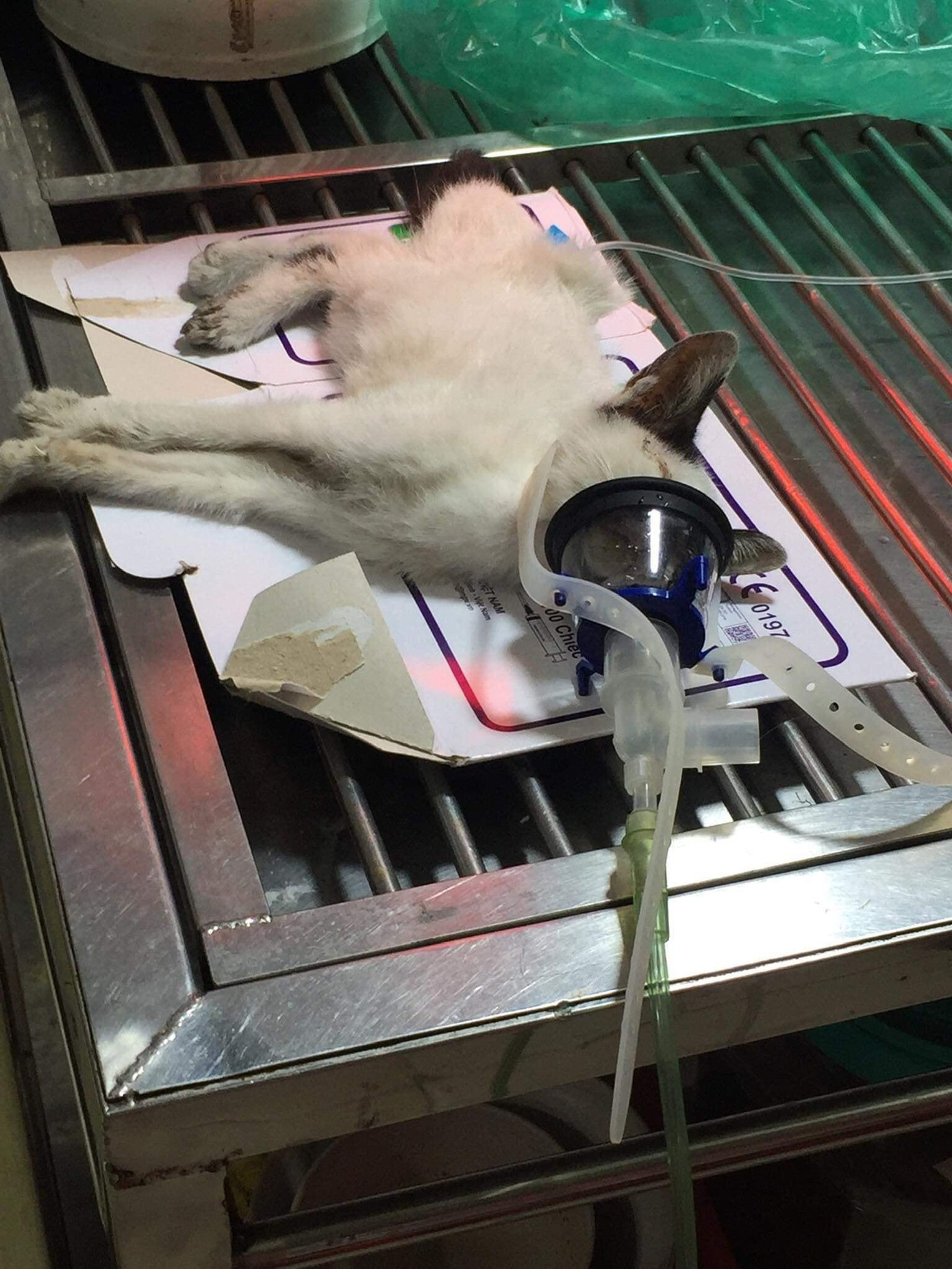 Những con mèo đều được các bác sĩ thú ý tích cực cứu giúp. Những con mèo đều được các bác sĩ thú ý tích cực cứu giúp.