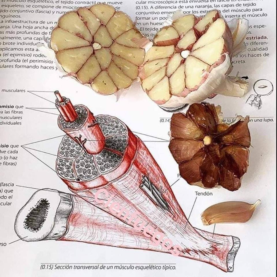 Thiết đồ ngang của cơ xương quá khó nhớ, thử cắt đôi búi tỏi ra xem nào! Thiết đồ ngang của cơ xương quá khó nhớ, thử cắt đôi búi tỏi ra xem nào!