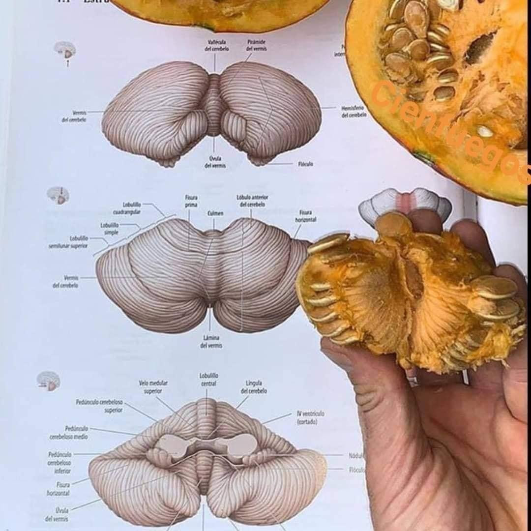 Nhìn thế nào cũng thấy tiểu não giông giống với... ruột bí! Nhìn thế nào cũng thấy tiểu não giông giống với... ruột bí!