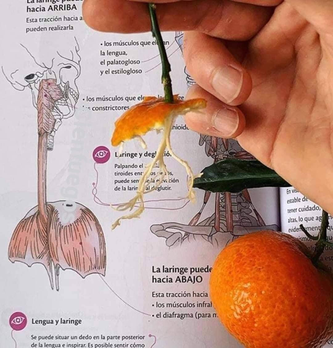 Người xưa thì "nhìn vật nhớ người", sinh viên sau khi học xong giải phẫu thì nhìn quả quýt cũng nhớ ngay đến... hình vẽ trong sách giải phẫu! Người xưa thì "nhìn vật nhớ người", sinh viên sau khi học xong giải phẫu thì nhìn quả quýt cũng nhớ ngay đến... hình vẽ trong sách giải phẫu!