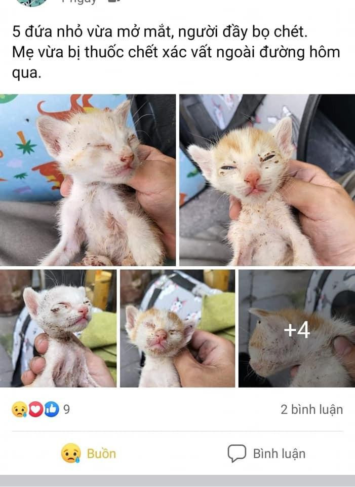 Một vài bé mèo con đã bị ảnh hưởng nghiêm trọng về đường ruột và hô hấp. Một vài bé mèo con đã bị ảnh hưởng nghiêm trọng về đường ruột và hô hấp.