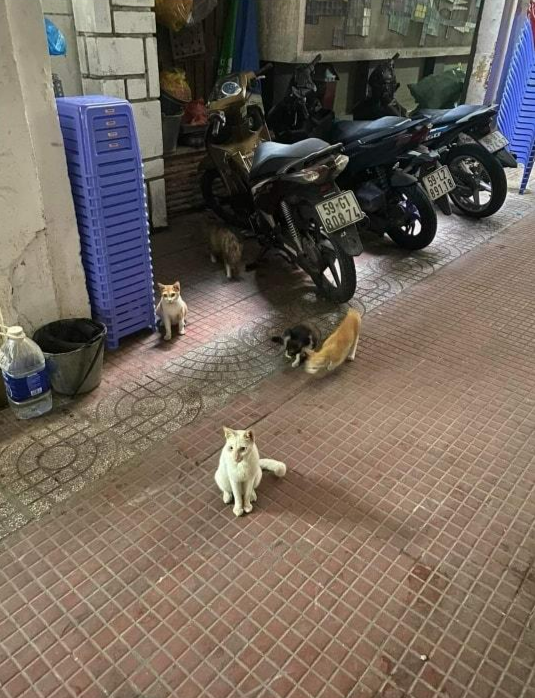 ...cũng như do số lượng mèo hoang quá đông ở chung cư. ...cũng như do số lượng mèo hoang quá đông ở chung cư.