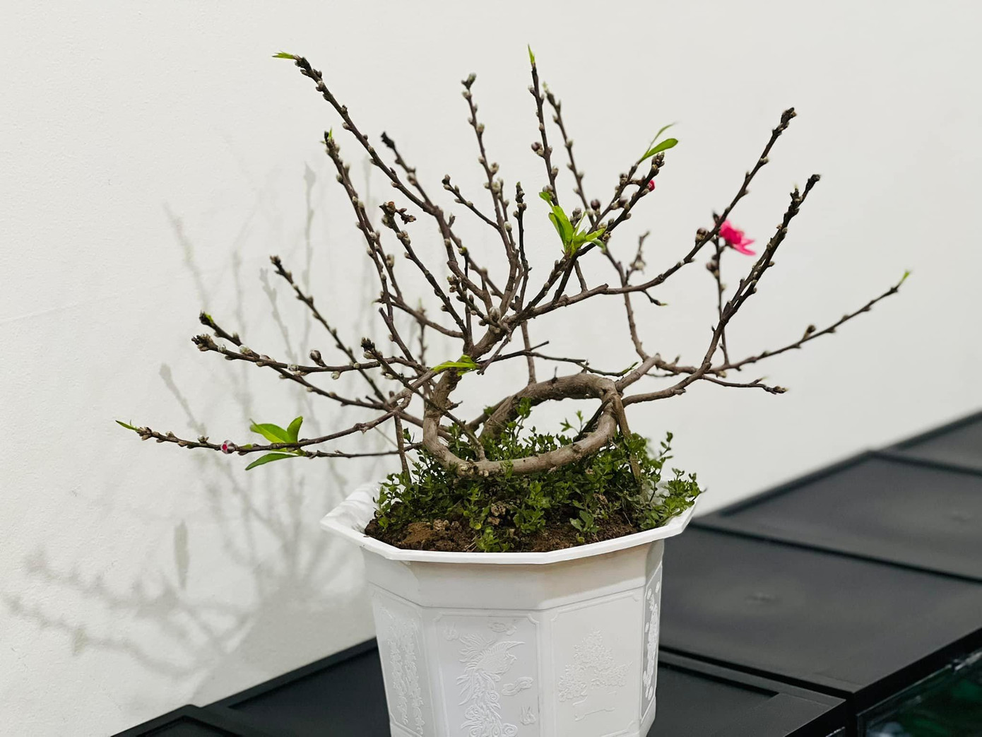 Ngọc Hà cho biết nhiều đồng nghiệp và đàn em của NSND Công Lý tặng cho vợ chồng cô nhiều chậu cây cảnh để chơi Tết. Ngọc Hà cho biết nhiều đồng nghiệp và đàn em của NSND Công Lý tặng cho vợ chồng cô nhiều chậu cây cảnh để chơi Tết.