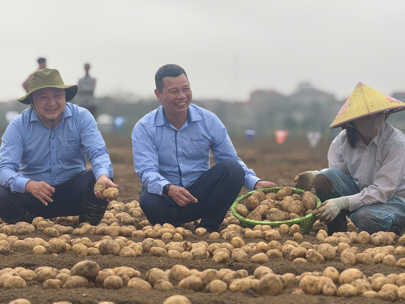 Mô hình trồng khoai tây áp dụng công nghệ cao và cơ giới hoá cho năng suất vượt trội so với phương thức canh tác truyền thống. Mô hình trồng khoai tây áp dụng công nghệ cao và cơ giới hoá cho năng suất vượt trội so với phương thức canh tác truyền thống.