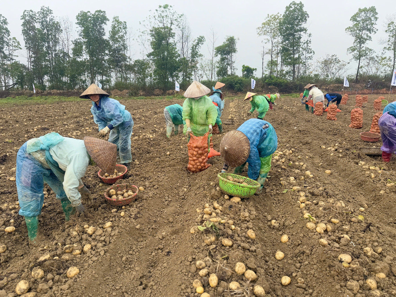 Mô hình trồng khoai tây áp dụng công nghệ cao và cơ giới hoá cho năng suất vượt trội so với phương thức canh tác truyền thống. Mô hình trồng khoai tây áp dụng công nghệ cao và cơ giới hoá cho năng suất vượt trội so với phương thức canh tác truyền thống.