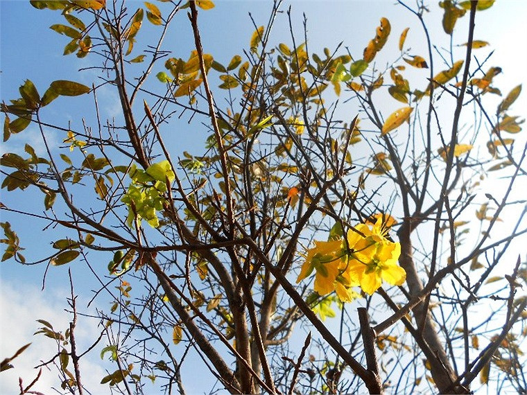 Những cánh hoa rực rỡ nép mình bên lá non trong tiết sương sớm