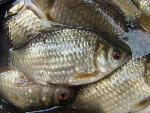 Cá diếc là "thần dược" cho quý ông. Ảnh: Internet Cá diếc là