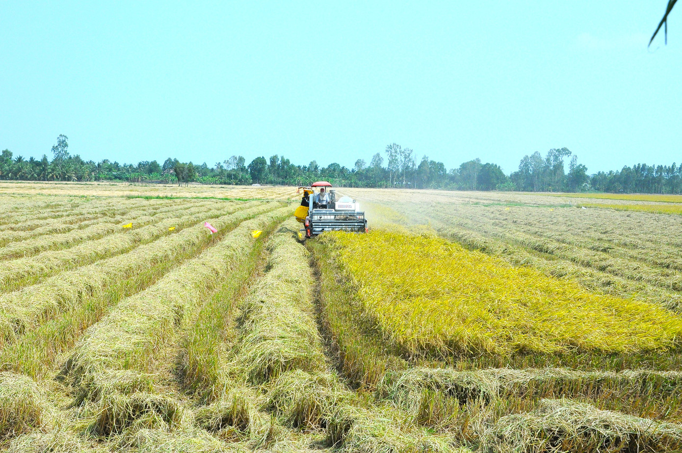 Thu hoạch lúa ở Hậu Giang Thu hoạch lúa ở Hậu Giang