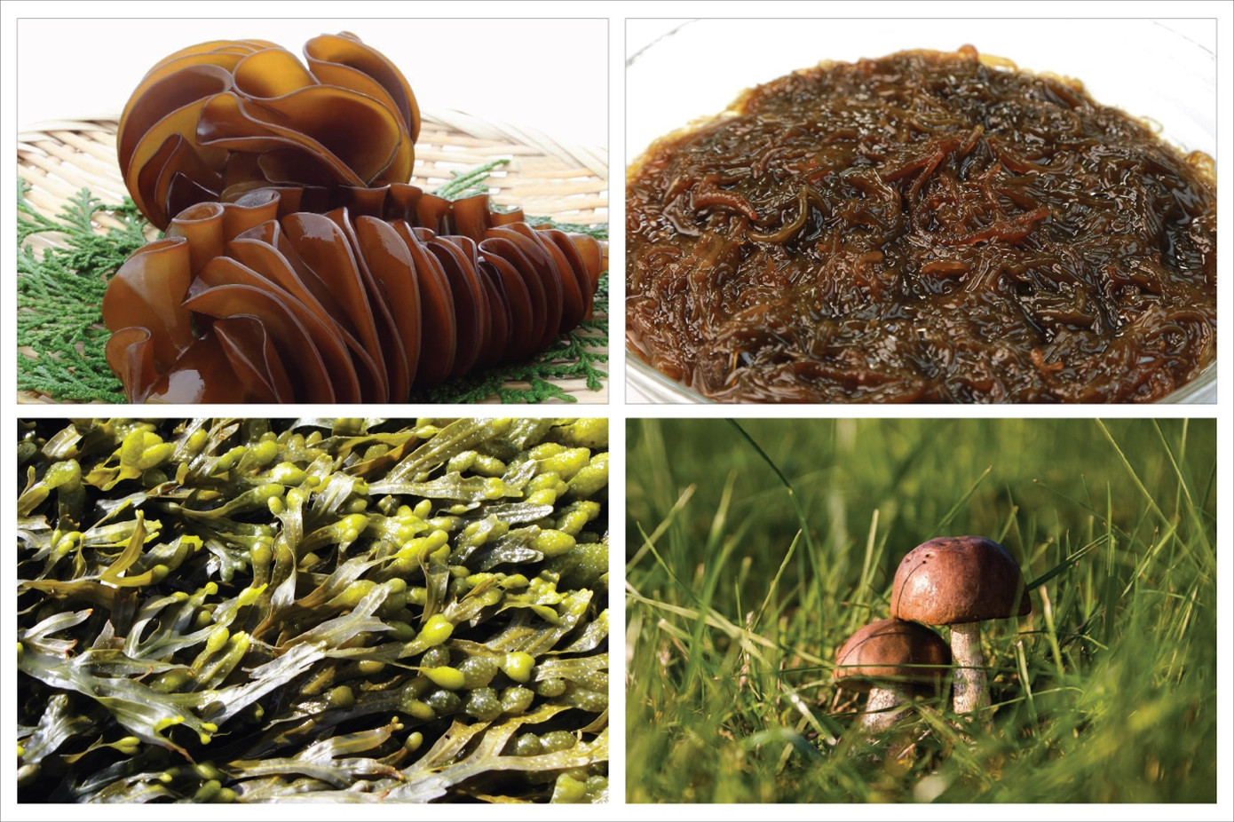 Fucoidan kết hợp cùng nấm Agaricus- nguồn: tự thiết kế Fucoidan kết hợp cùng nấm Agaricus- nguồn: tự thiết kế