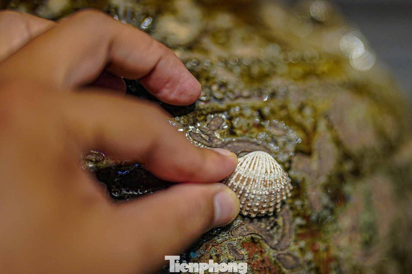 Gốm Quảng Đức làm từ đất sét nâu tại địa phương, nung bằng củi. Vỏ sò huyết đầm Ô Loan dùng để bao quanh bề mặt gốm thô. Khi nung ở nhiệt độ cao, vỏ sò tan chảy bám nhuyễn vào bề mặt gốm tạo thành men có hoa văn họa tiết tự nhiên. Thêm vào đó, đất sét làm gốm có hai màu xanh rêu và vàng nên sản phẩm gốm chín cũng có nhiều màu khác nhau, pha với màu men tạo nên sự kỳ thú riêng của gốm Quảng Đức.