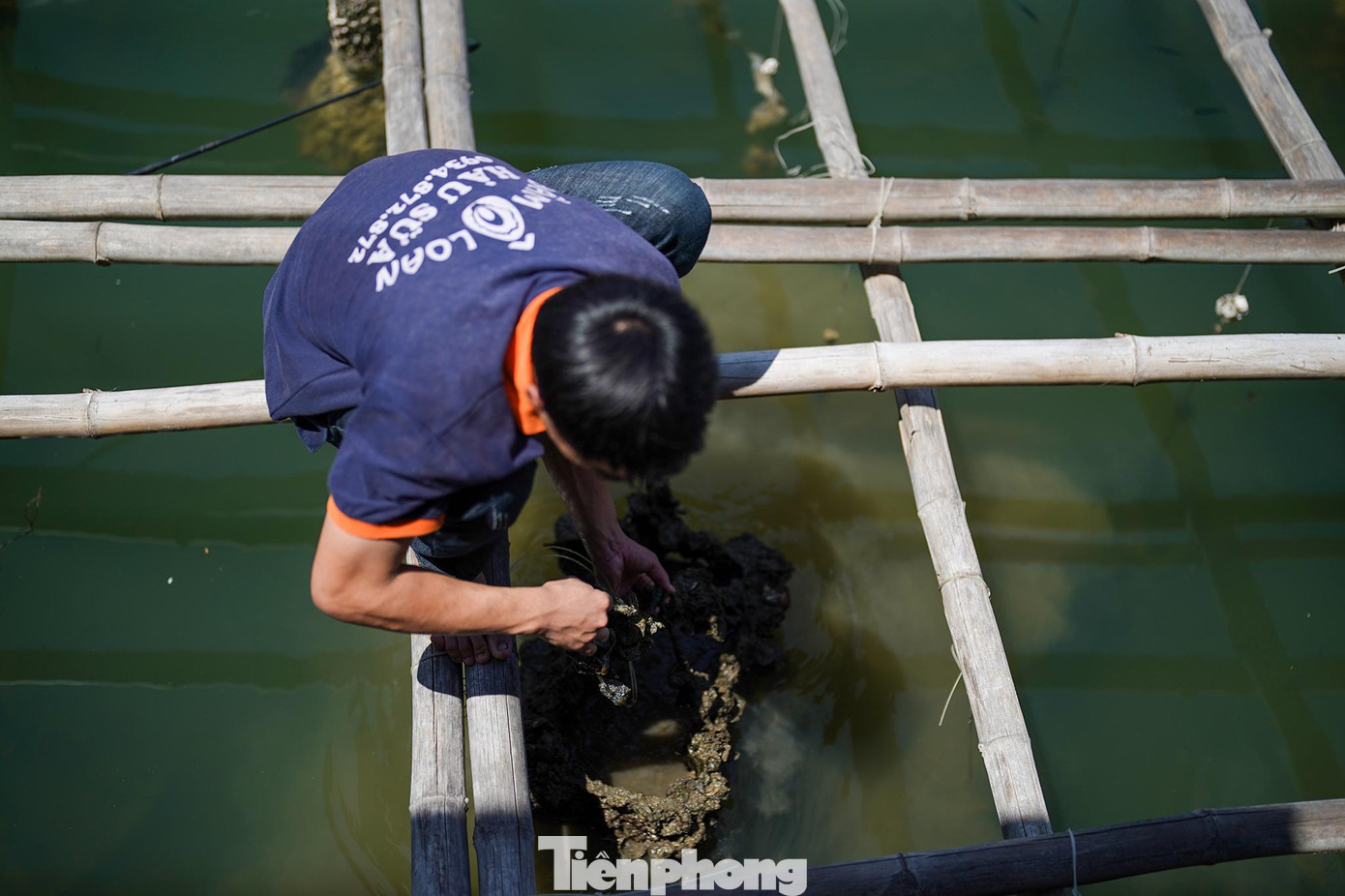 Ngư dân thăm hàu sữa trên đầm Ô Loan.