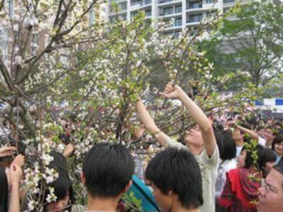 Lễ hội hoa anh đào Nhật Bản diễn ra ngày 6/4/2008 tại Triển lãm Giảng Võ đã thu hút hàng nghìn người dân tới chiêm ngưỡng. Đáng buồn là ngay khi Lễ hội còn chưa kết thúc, 3 cây hoa anh đào tươi chuyển từ Nhật Bản sang đã bị đám đông vặt trụi đến trơ gốc. Ảnh : Phan Kiền. Lễ hội hoa anh đào Nhật Bản diễn ra ngày 6/4/2008 tại Triển lãm Giảng Võ đã thu hút hàng nghìn người dân tới chiêm ngưỡng. Đáng buồn là ngay khi Lễ hội còn chưa kết thúc, 3 cây hoa anh đào tươi chuyển từ Nhật Bản sang đã bị đám đông vặt trụi đến trơ gốc. Ảnh : Phan Kiền.