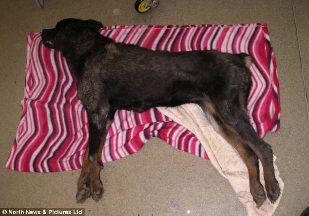 Hình ảnh con chó yếu ớt vì đói khát