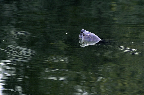 Vết trắng trên đầu rùa từ trước khi được chữa bệnh