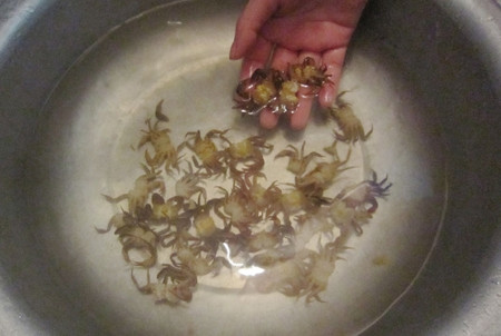  Đến lần thứ 3, bà nội trợ mới đem giã