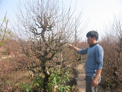 Ông Đỗ Đức Kính mong thời tiết cuối năm thuận lợi để người trồng đào “có” Tết