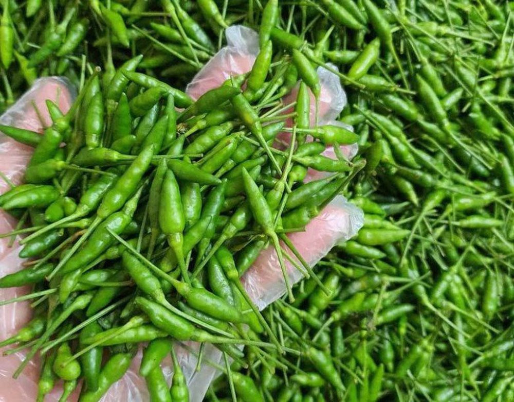 Ớt trung đoàn rất cay (Ảnh: Pháp luật và Bạn đọc). Ớt trung đoàn rất cay (Ảnh: Pháp luật và Bạn đọc).