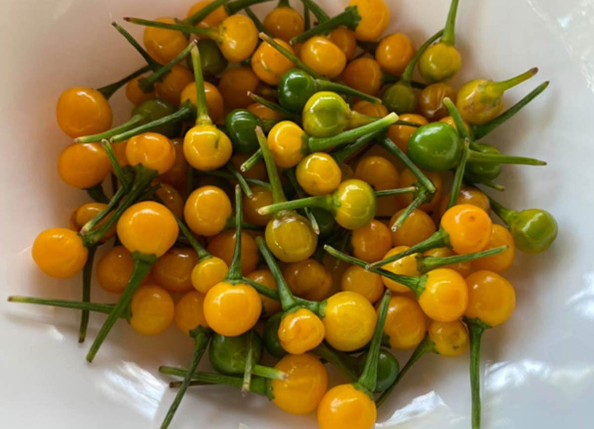 Loại ớt đắt nhất thế giới. Loại ớt đắt nhất thế giới.