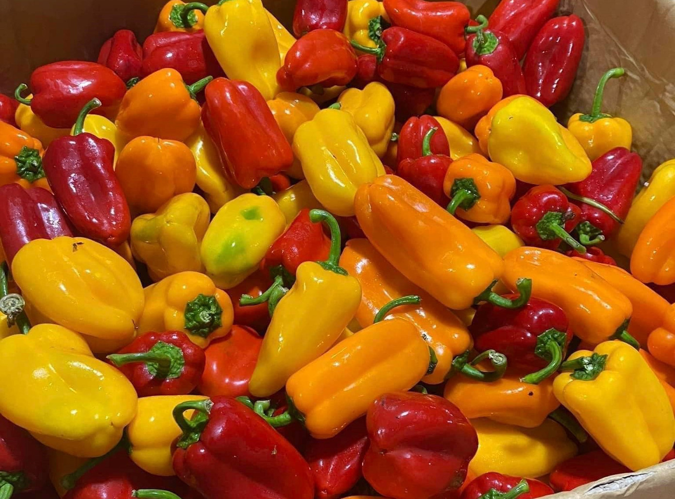 Ớt ngọt có thể ăn trực tiếp như các loại trái cây khác (Ảnh: Nông thôn Việt). Ớt ngọt có thể ăn trực tiếp như các loại trái cây khác (Ảnh: Nông thôn Việt).