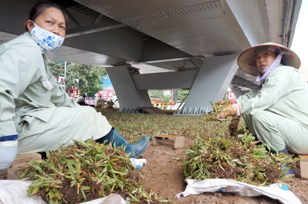 Cỏ đã được trồng dưới gầm cầu